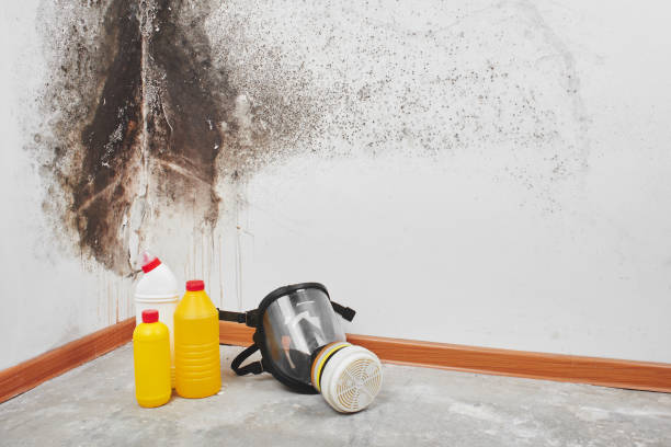Best Certified Mold Removal  in Gibraltar, MI