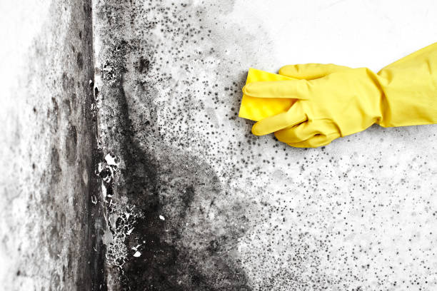 Best Mold Testing and Removal  in Gibraltar, MI