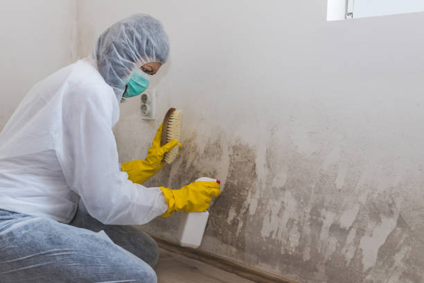 Best Toxic Mold Removal  in Gibraltar, MI