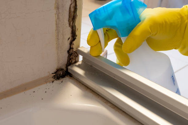 Best Office Mold Removal Services  in Gibraltar, MI