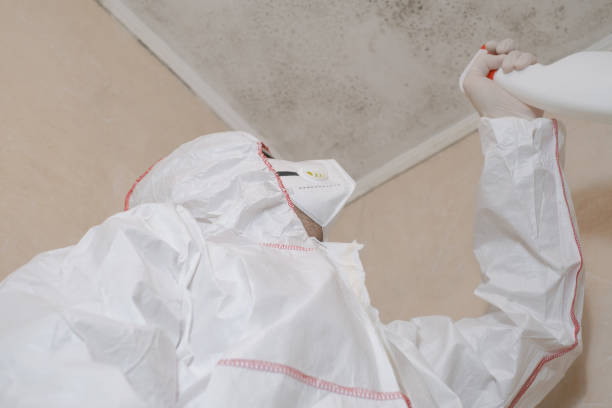 Best Attic Mold Removal  in Gibraltar, MI