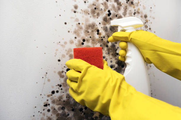 Best Same-Day Mold Removal  in Gibraltar, MI