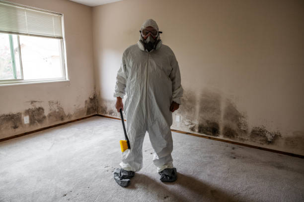 Attic Mold Removal in Gibraltar, MI